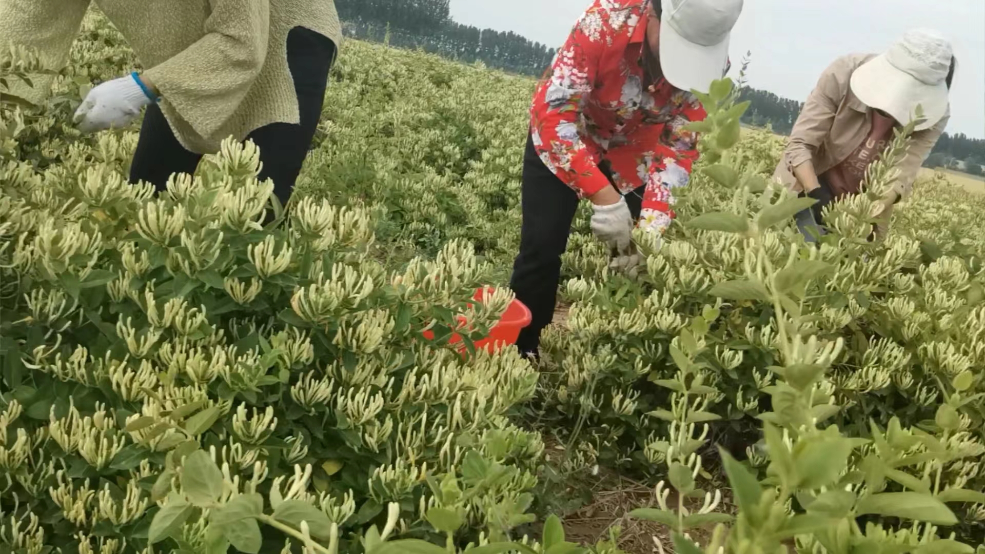 國家林業(yè)局造林綠化司司長王祝雄在省、市林業(yè)部門相關(guān)領(lǐng)導陪同下